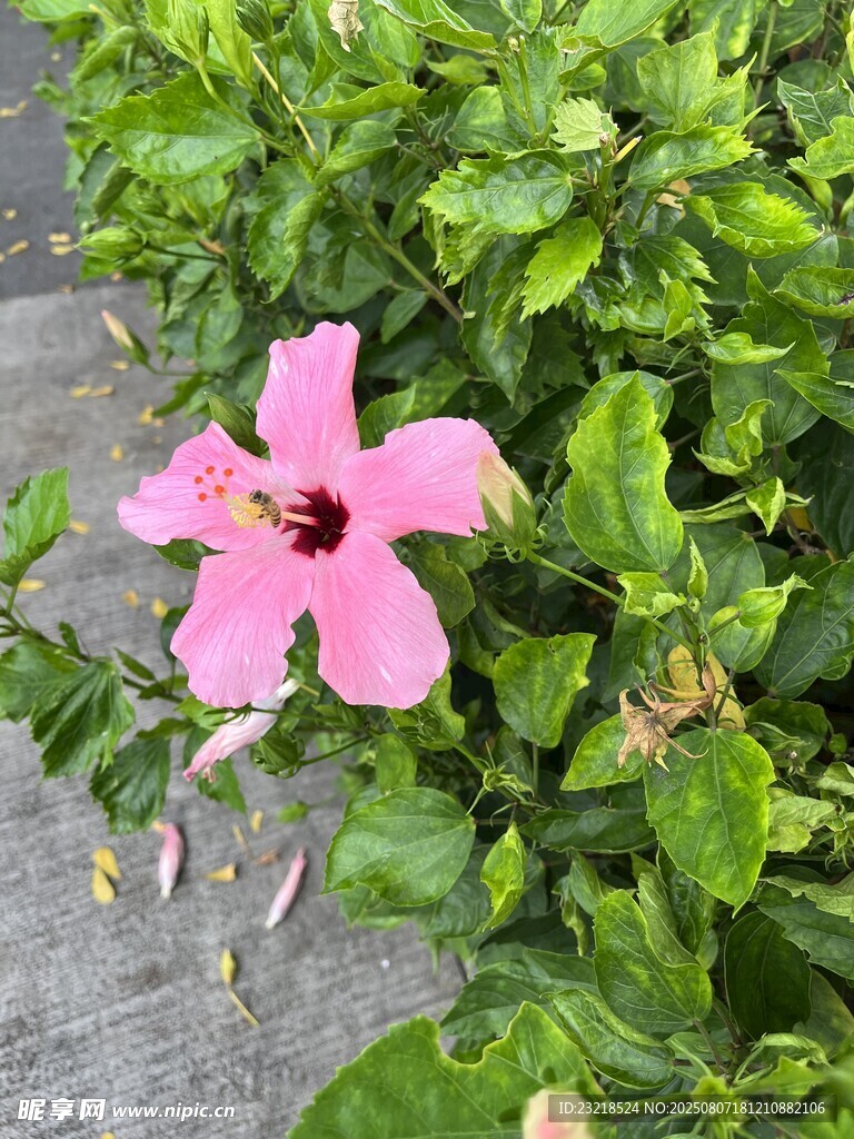 扶桑花