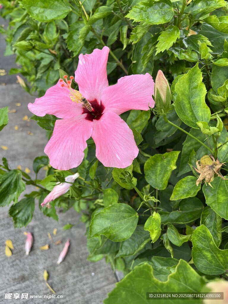 娇艳粉色花朵绽放绿叶间