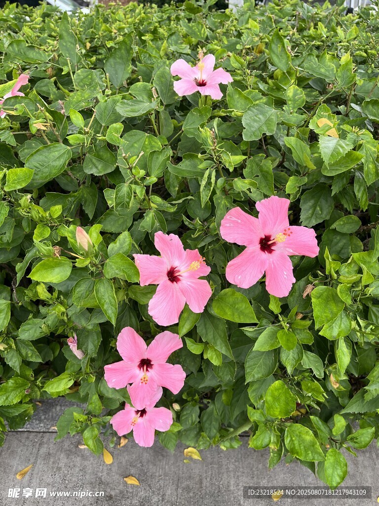 朱瑾花