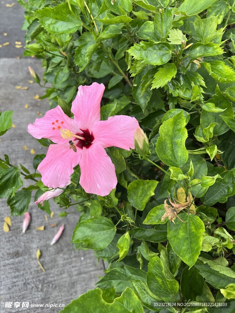 蜜蜂采花