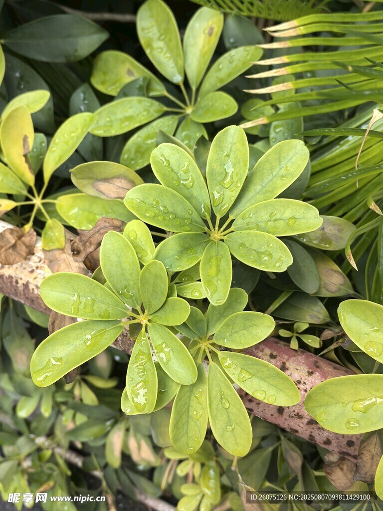 翠绿叶片的生机植物