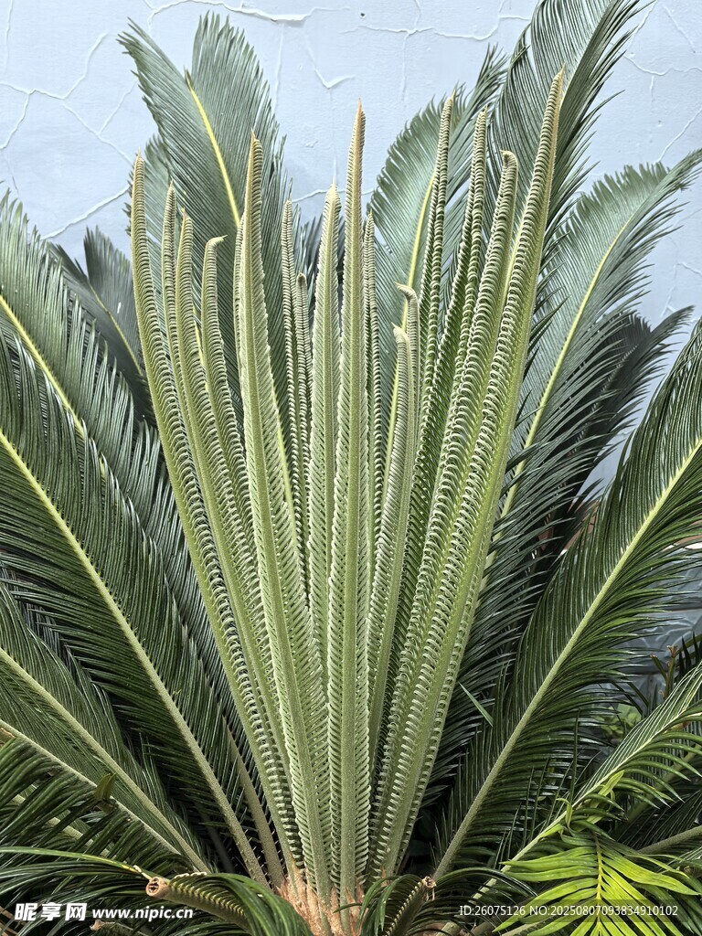 高大挺拔的铁树新叶植株
