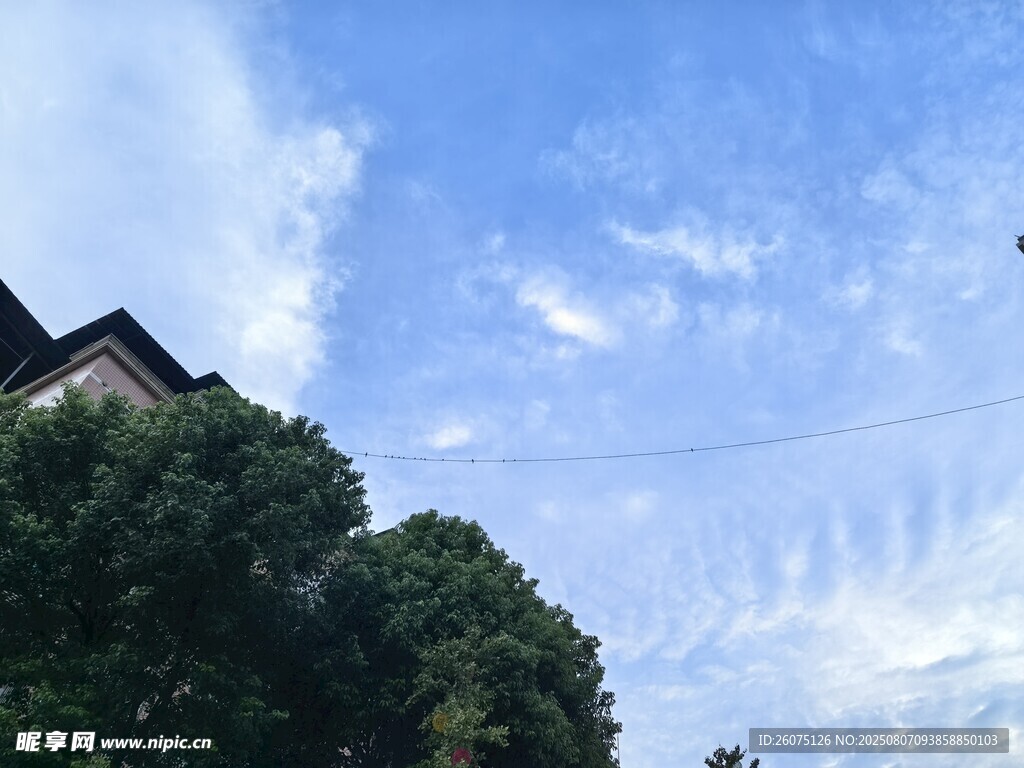 蓝天绿树间的电线与飞鸟景象
