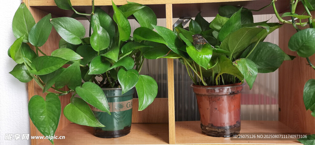 室内绿植盆栽展示