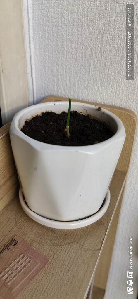 白色花盆中的绿植幼苗