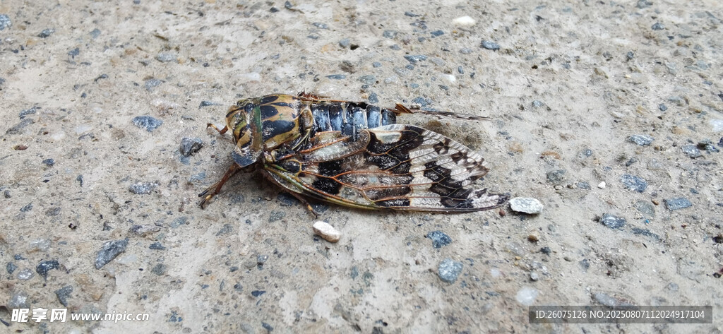 地面上的迷彩夏蝉