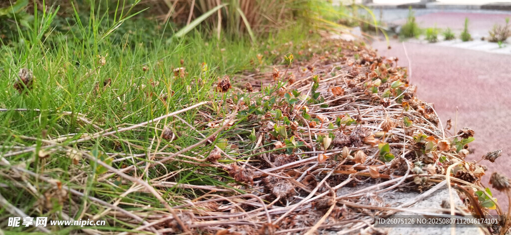 路边枯萎植物藤蔓