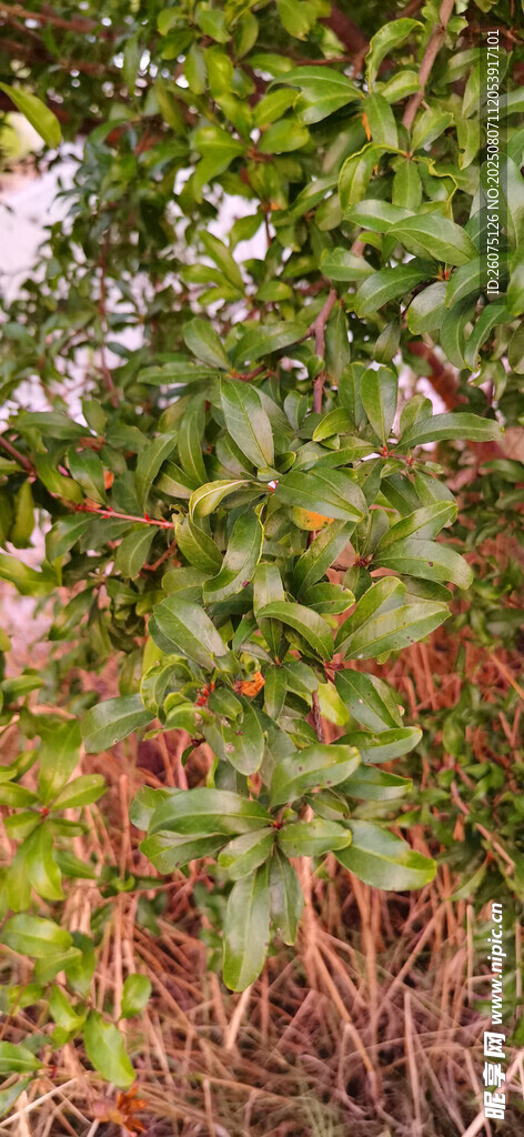 绿叶繁茂的石榴枝叶植物景观