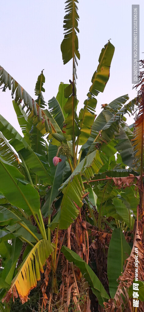 茂盛的香蕉植株