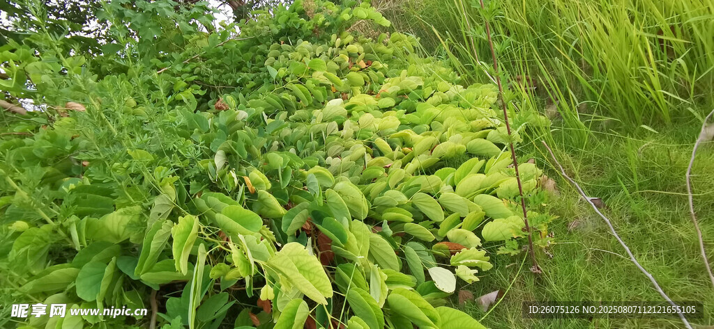 翠绿羊蹄甲枝叶生机盎然