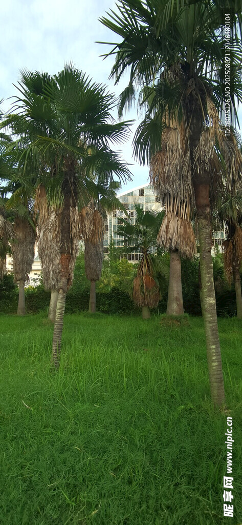 绿草地旁的棕榈树景观