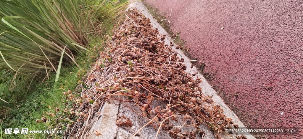 路边干枯的植物藤蔓