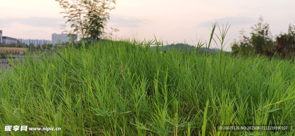 田野间的葱郁绿色草地