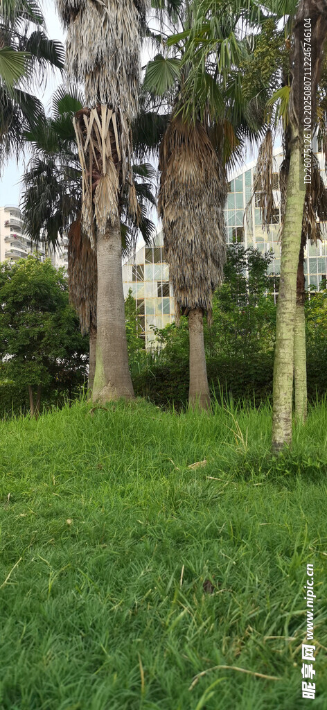 绿意盎然的草地与棕榈树