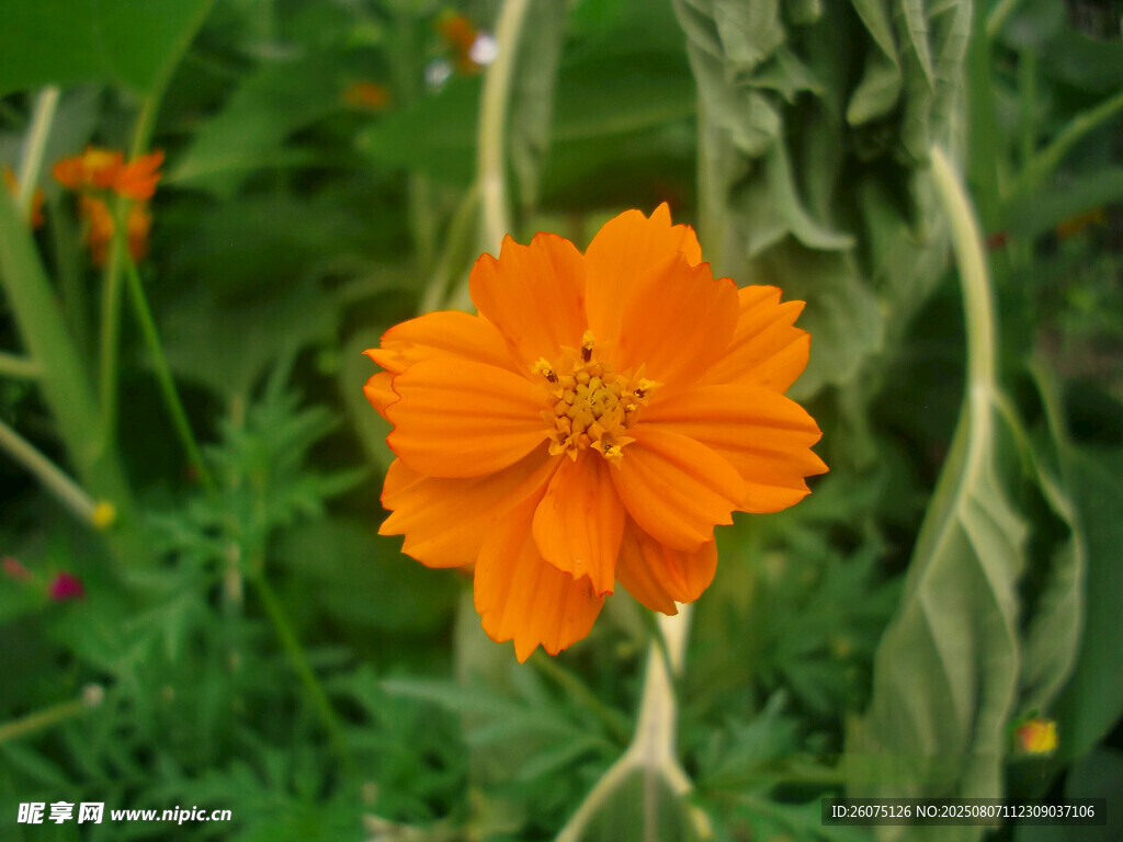橙色花朵绽放于绿意间