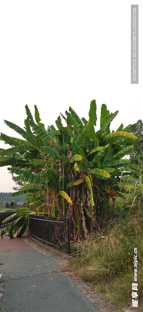 路边茂盛的绿色香蕉植株