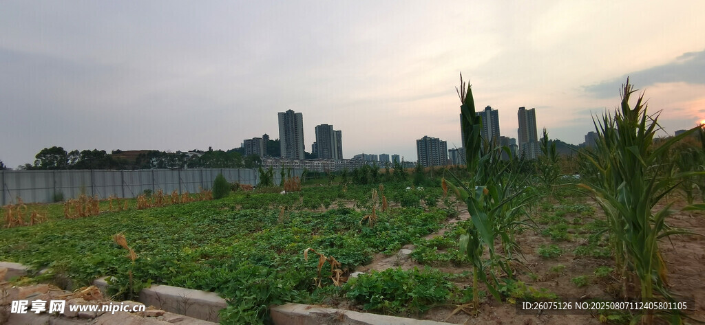 城市中的田园风光