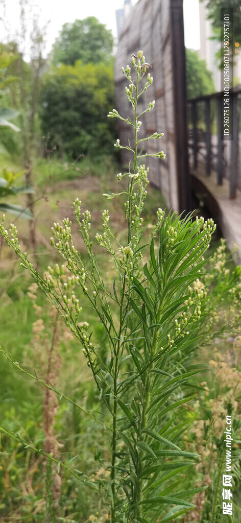 野外繁茂绿植与木质建筑