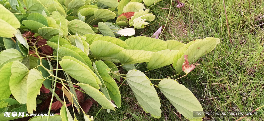 绿叶繁茂的羊蹄甲植物枝条