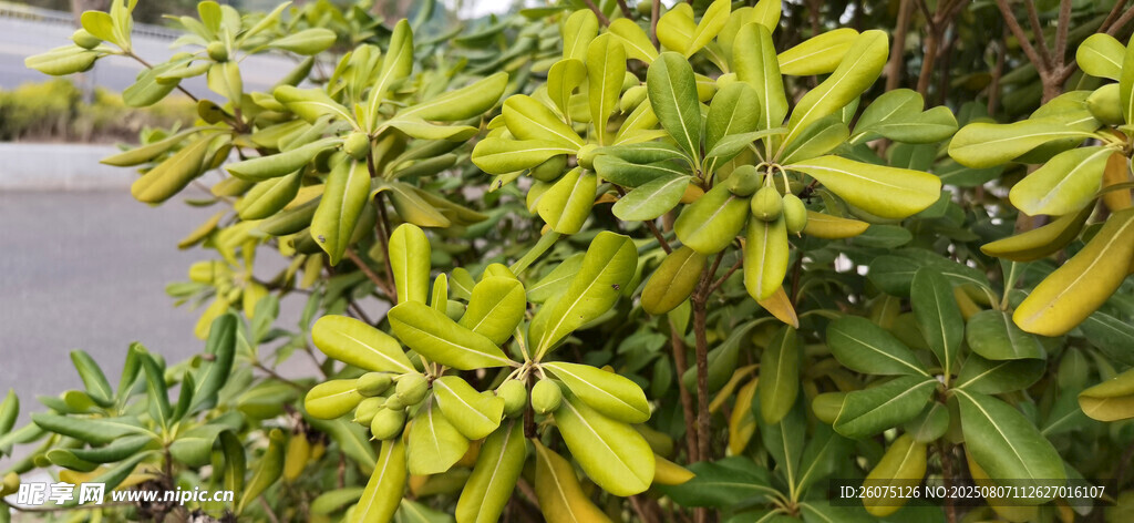 繁茂的海桐枝叶特写