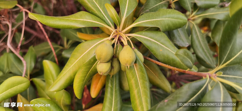 绿叶间的海桐青果植物景象