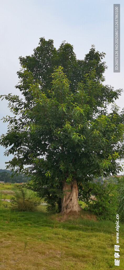 田野中的茂盛大树