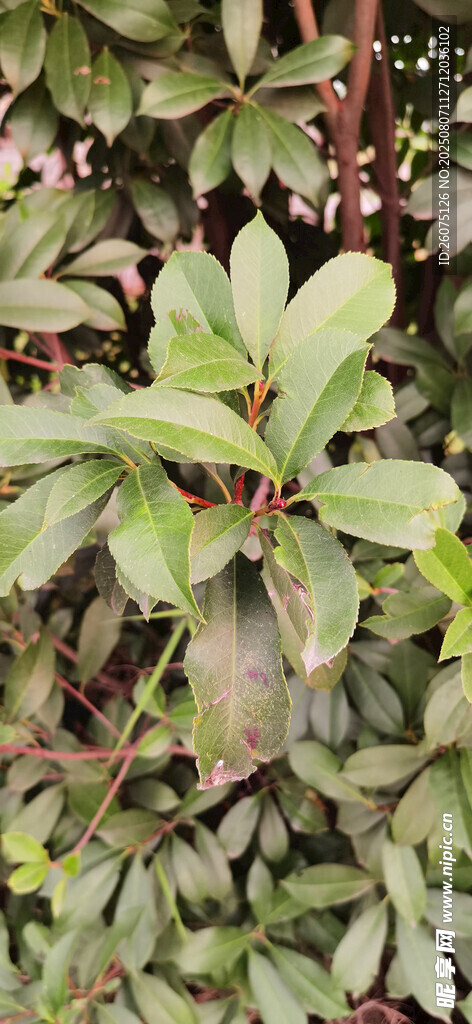 绿叶繁茂的石楠植物景象