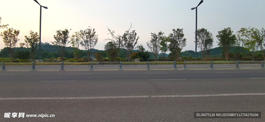 城市道路旁的路灯与绿植