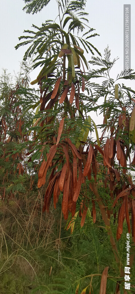 枝头垂挂的鲜艳长荚银合欢植物