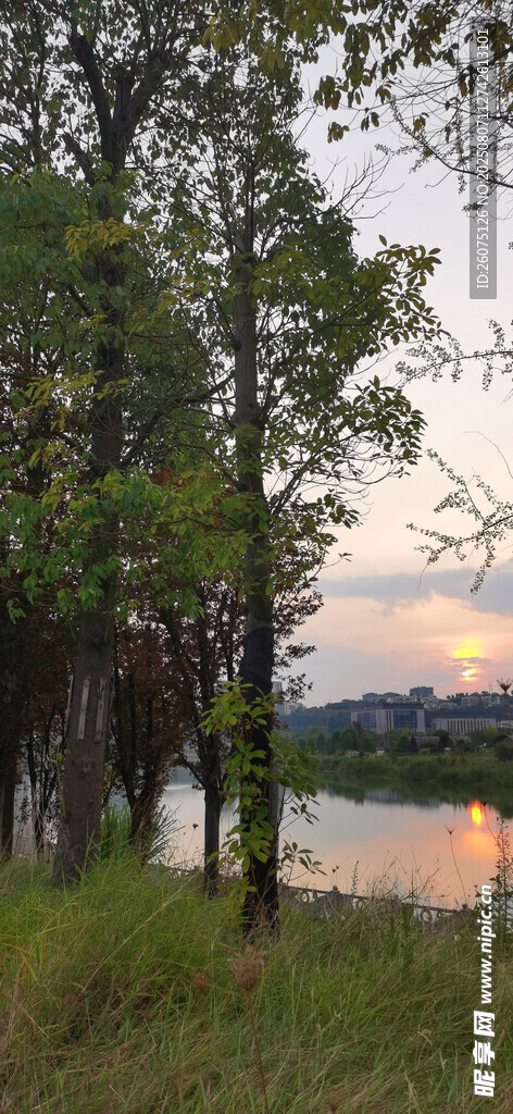 湖畔树林黄昏落日美景