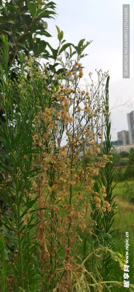 野外枯草绿植景观