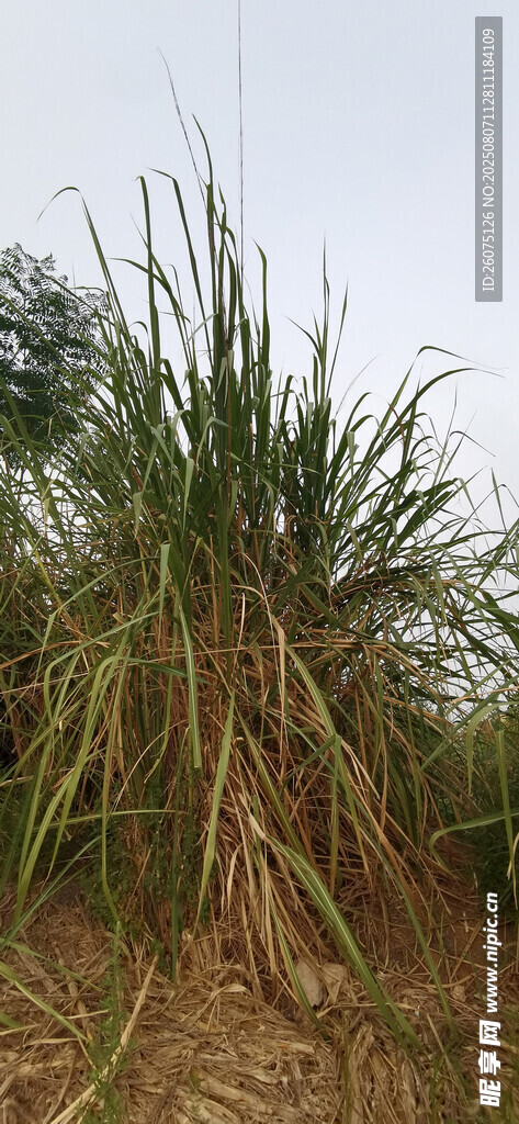 野外茂盛的高大草丛