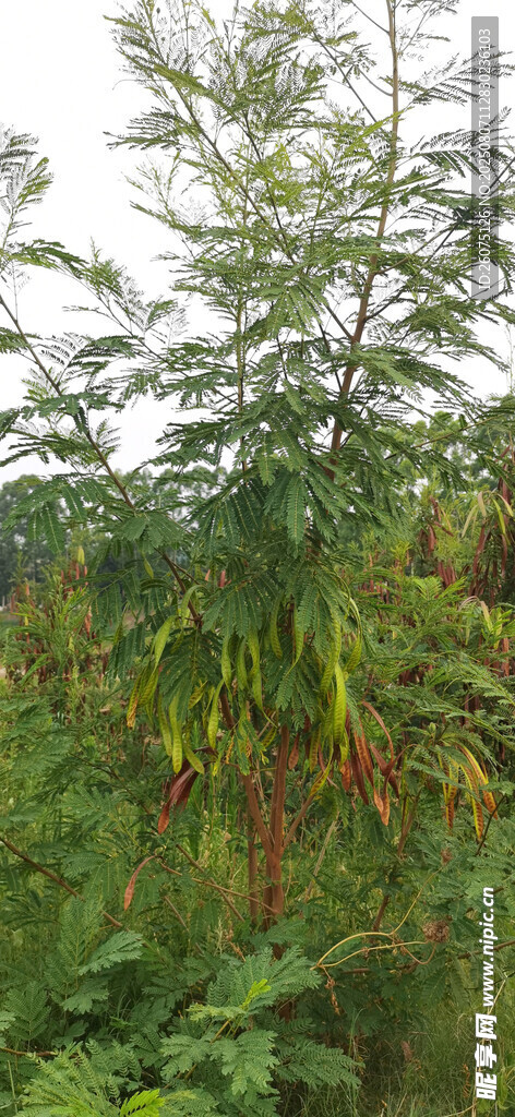 野外繁茂银合欢植物景观
