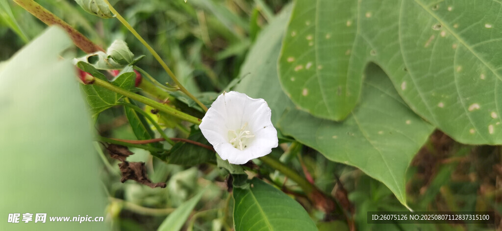 白色喇叭状花朵绽放绿叶间