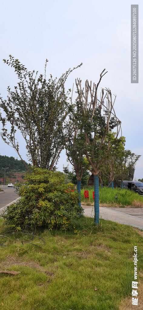 户外小径旁的绿植景观