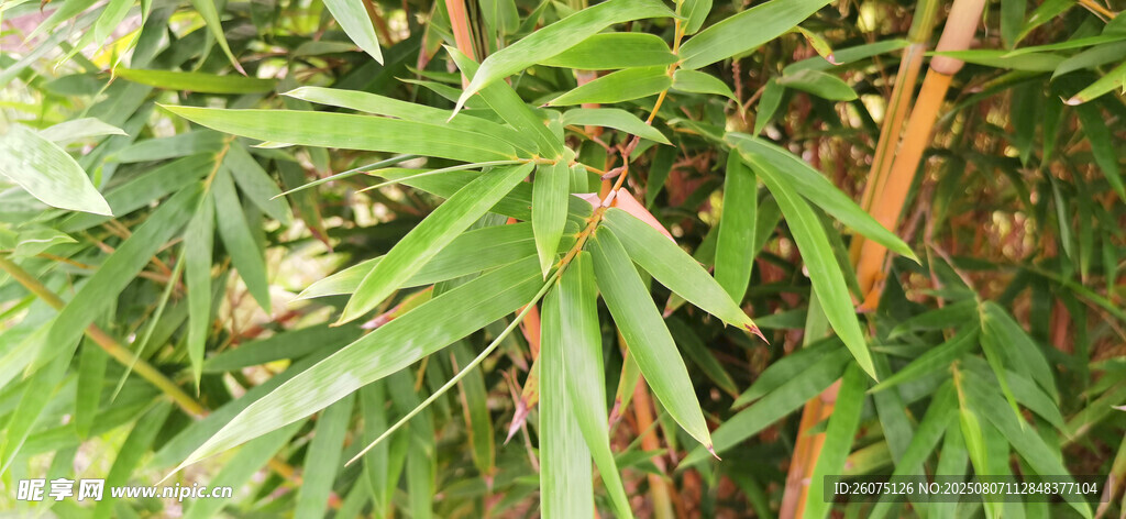 翠绿竹叶特写