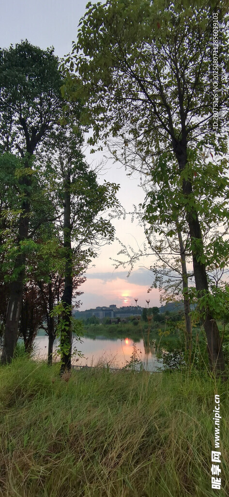 湖畔树林黄昏美景