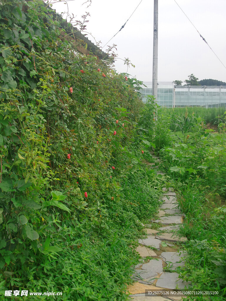 石板小径穿行于绿植间