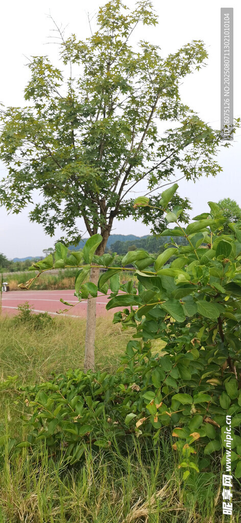 田野间绿树与繁茂植被