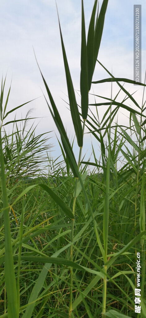 田野中的绿色芦苇丛