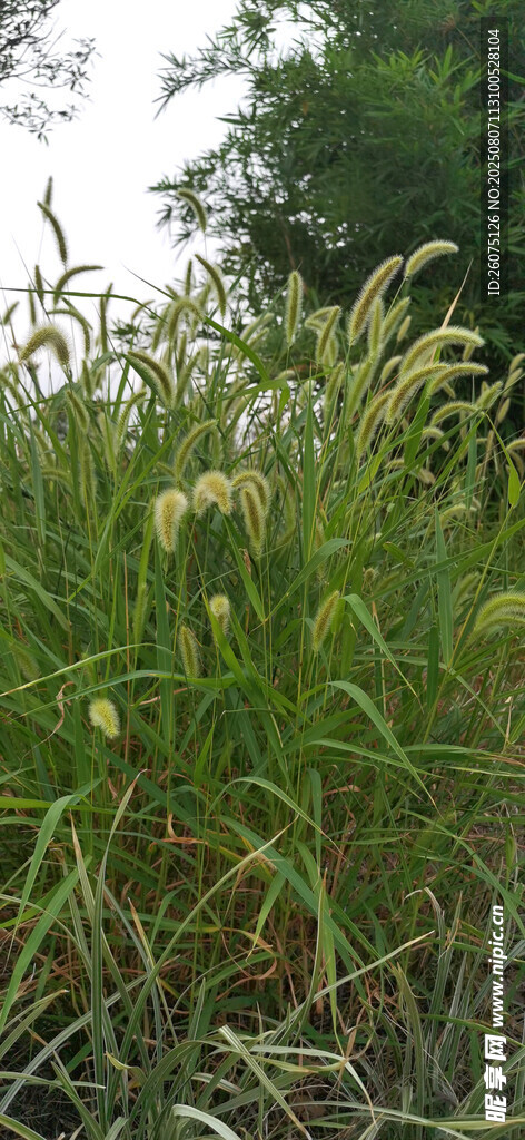 野外茂密狗尾草丛景观