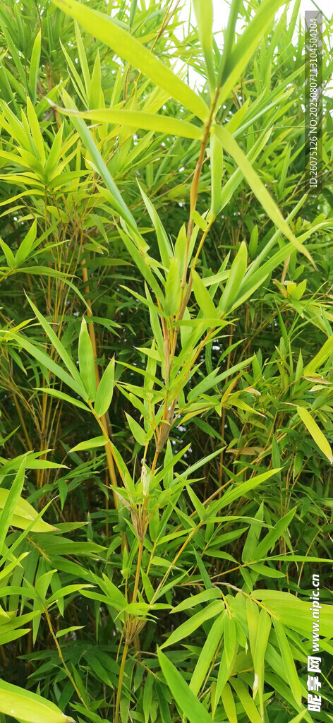翠绿繁茂的竹林景观