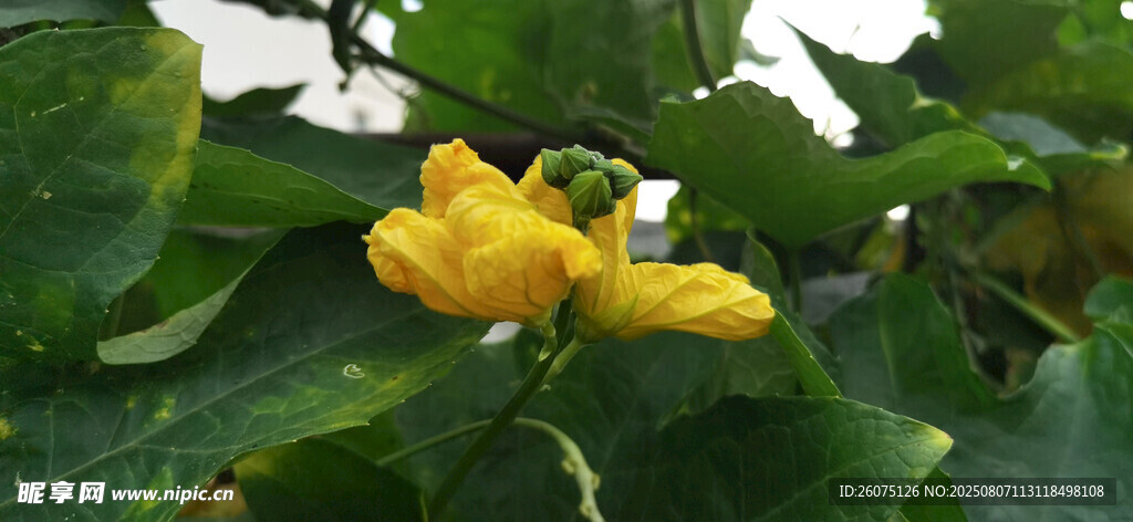 藤蔓上的黄色瓜花