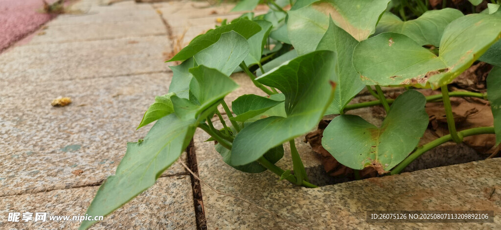地面生长的翠绿藤蔓植物