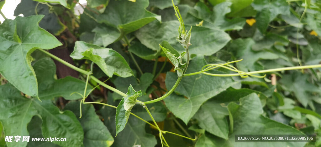 绿叶南瓜藤蔓植物特写