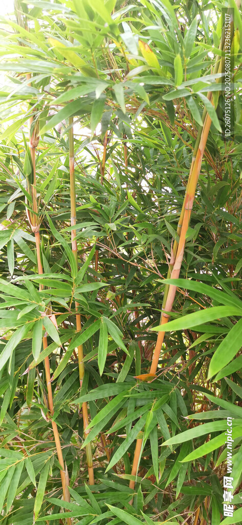 茂密竹林景观