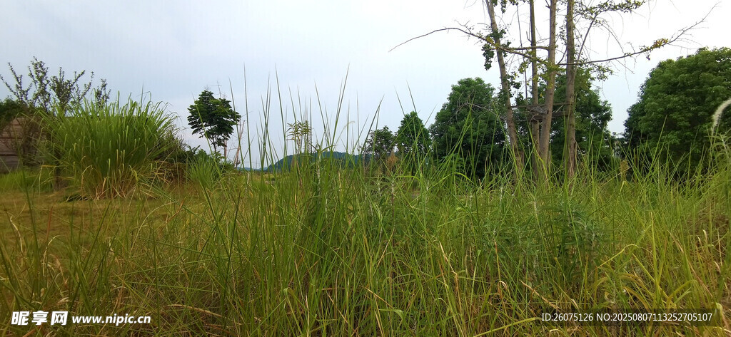 野外葱郁草地与树木景观
