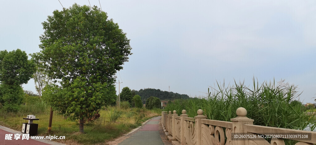 乡村公路旁的绿树与栏杆