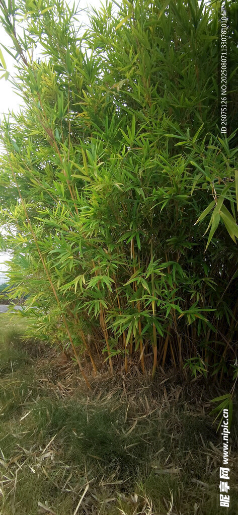 翠绿竹林自然清新景致