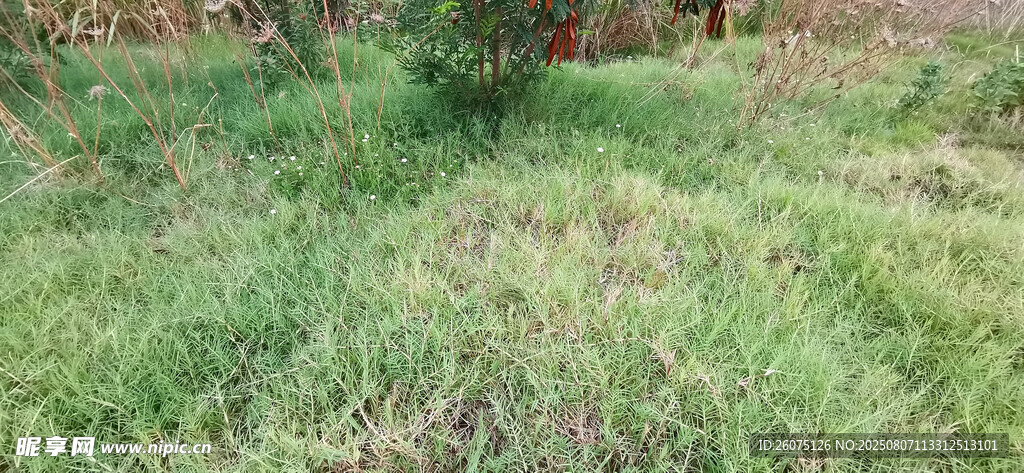 户外草地场景